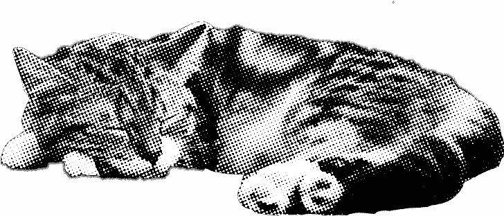 Sleeping Cat